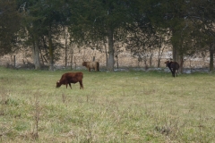 Basinger beef 010