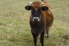 Basinger beef 011