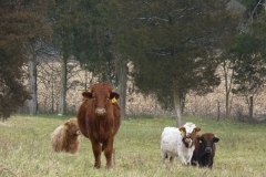 Basinger beef 017