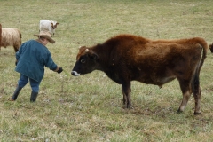 Basinger beef 033