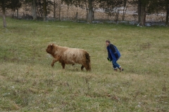 Basinger beef 034
