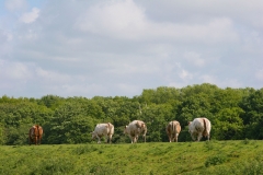 canstockphoto0317210