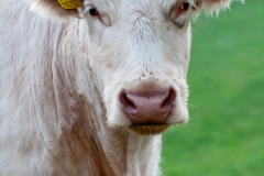 canstockphoto4656948