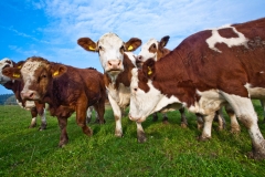 canstockphoto7675327