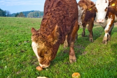 canstockphoto7675329