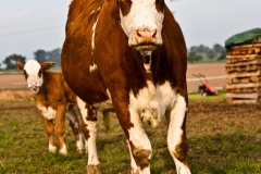 canstockphoto7786459