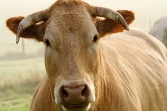 canstockphoto9313772